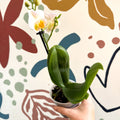 Phalaenopsis - Pale Peachy Pink Moth Orchid - Sprouts of Bristol