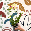 Phalaenopsis - Pale Yellow and Pink Tiny Spotted Moth Orchid - Sprouts of Bristol