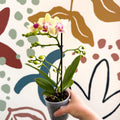 Phalaenopsis - Pale Yellow and Pink Tiny Spotted Moth Orchid - Sprouts of Bristol