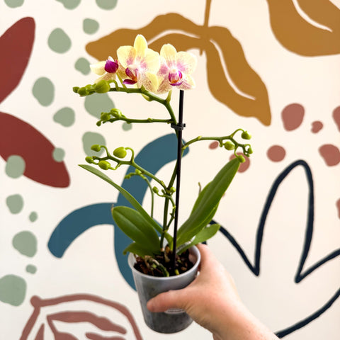Phalaenopsis - Pale Yellow and Pink Tiny Spotted Moth Orchid - Sprouts of Bristol
