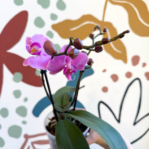 Phalaenopsis - Pink Moth Orchid - Sprouts of Bristol