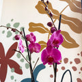 Phalaenopsis - Purple Moth Orchid - Sprouts of Bristol