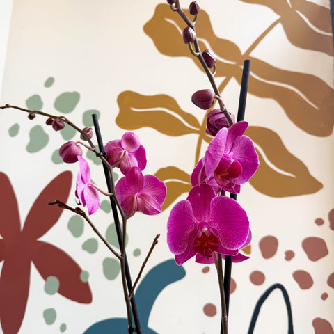 Phalaenopsis - Purple Moth Orchid - Sprouts of Bristol
