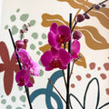 Phalaenopsis - Purple Moth Orchid - Sprouts of Bristol