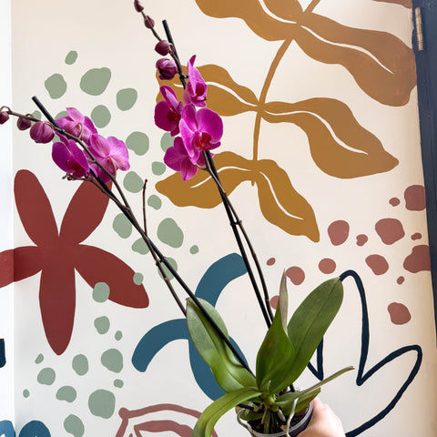 Phalaenopsis - Purple Moth Orchid - Sprouts of Bristol