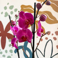 Phalaenopsis - Purple Moth Orchid - Sprouts of Bristol