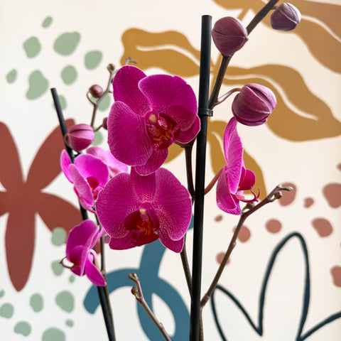 Phalaenopsis - Purple Moth Orchid - Sprouts of Bristol