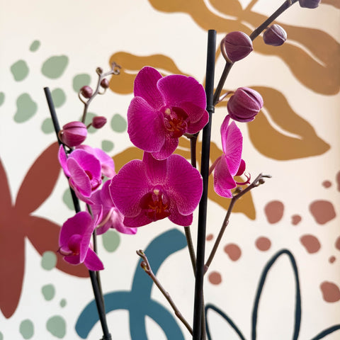 Phalaenopsis - Purple Moth Orchid - Sprouts of Bristol