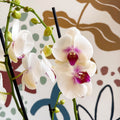 Phalaenopsis 'Red Lips' - Pink Moth Orchid - Sprouts of Bristol