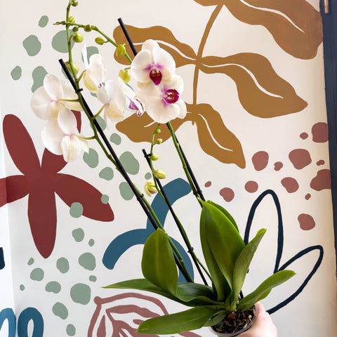 Phalaenopsis 'Red Lips' - Pink Moth Orchid - Sprouts of Bristol
