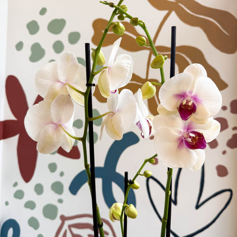 Phalaenopsis 'Red Lips' - Pink Moth Orchid - Sprouts of Bristol