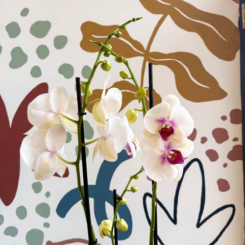 Phalaenopsis 'Red Lips' - Pink Moth Orchid - Sprouts of Bristol