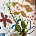 Phalaenopsis 'Red Lips' - Pink Moth Orchid - Sprouts of Bristol