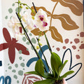 Phalaenopsis 'Red Lips' - Pink Moth Orchid - Sprouts of Bristol