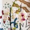 Phalaenopsis 'Red Lips' - Pink Moth Orchid - Sprouts of Bristol