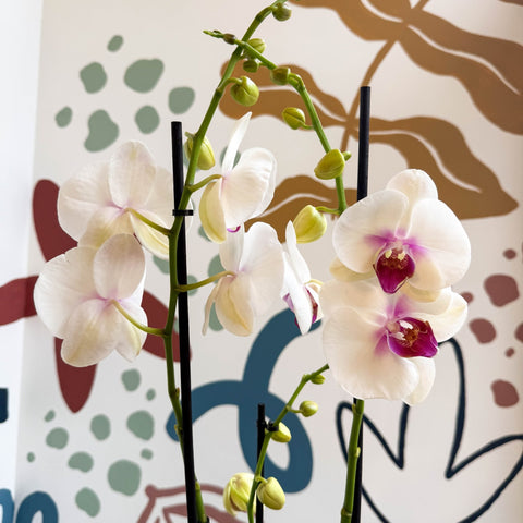 Phalaenopsis 'Red Lips' - Pink Moth Orchid - Sprouts of Bristol