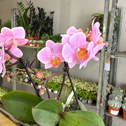 Phalaenopsis 'Romantico' - Pink Moth Orchid - Sprouts of Bristol