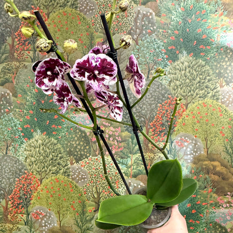 Phalaenopsis ‘Speechless Elegance’ – Moth Orchid - Sprouts of Bristol