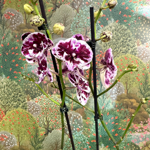 Phalaenopsis ‘Speechless Elegance’ – Moth Orchid - Sprouts of Bristol