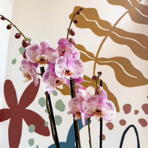 Phalaenopsis 'Spotted World' - Pink Spotty Moth Orchid - Sprouts of Bristol