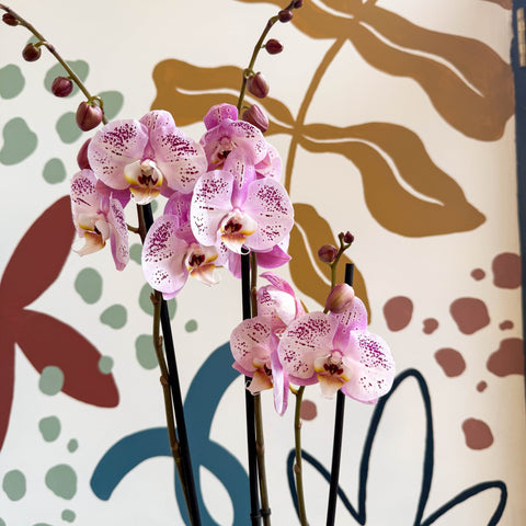 Phalaenopsis 'Spotted World' - Pink Spotty Moth Orchid - Sprouts of Bristol