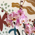 Phalaenopsis 'Spotted World' - Pink Spotty Moth Orchid - Sprouts of Bristol