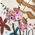 Phalaenopsis 'Spotted World' - Pink Spotty Moth Orchid - Sprouts of Bristol