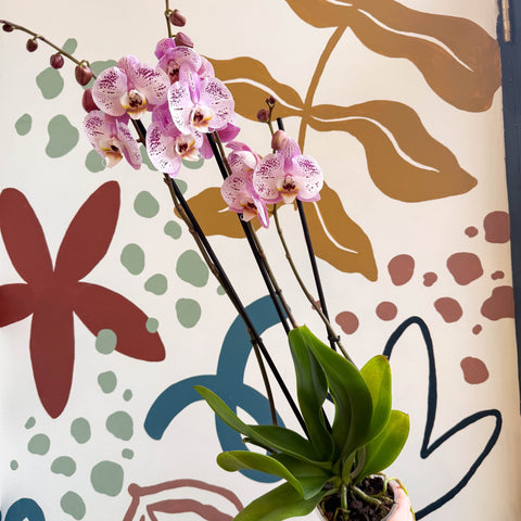 Phalaenopsis 'Spotted World' - Pink Spotty Moth Orchid - Sprouts of Bristol