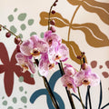 Phalaenopsis 'Spotted World' - Pink Spotty Moth Orchid - Sprouts of Bristol