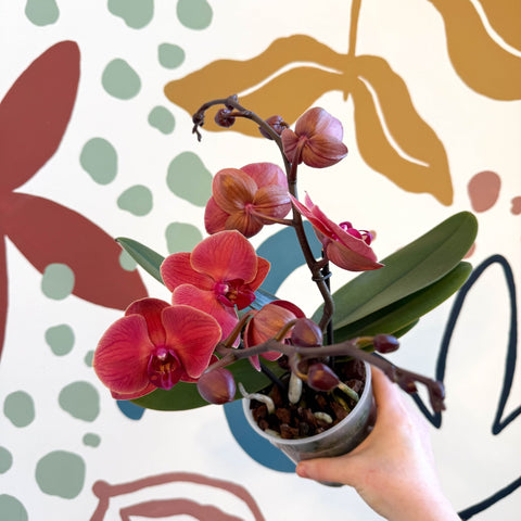 Phalaenopsis 'Spritz' - Orange Red Moth Orchid - Sprouts of Bristol