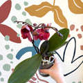 Phalaenopsis 'Spritz' - Orange Red Moth Orchid - Sprouts of Bristol