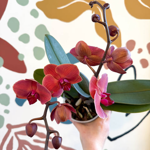 Phalaenopsis 'Spritz' - Orange Red Moth Orchid - Sprouts of Bristol
