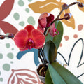 Phalaenopsis 'Spritz' - Orange Red Moth Orchid - Sprouts of Bristol