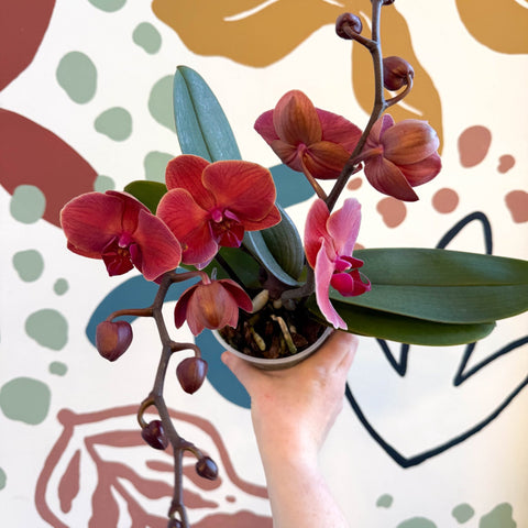 Phalaenopsis 'Spritz' - Orange Red Moth Orchid - Sprouts of Bristol
