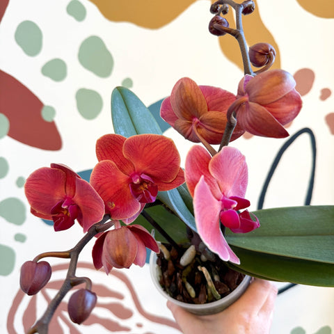 Phalaenopsis 'Spritz' - Orange Red Moth Orchid - Sprouts of Bristol