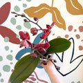 Phalaenopsis 'Spritz' - Orange Red Moth Orchid - Sprouts of Bristol