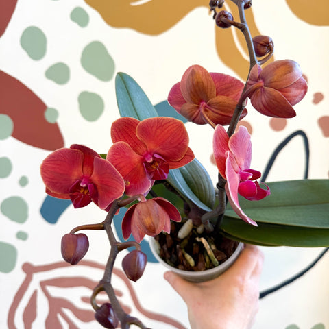 Phalaenopsis 'Spritz' - Orange Red Moth Orchid - Sprouts of Bristol