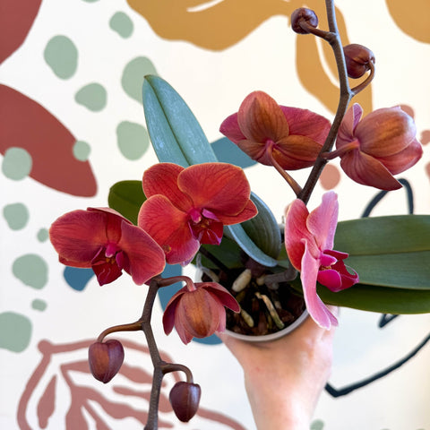 Phalaenopsis 'Spritz' - Orange Red Moth Orchid - Sprouts of Bristol