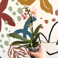 Phalaenopsis 'Treviso' - Pale Pink Moth Orchid - Sprouts of Bristol