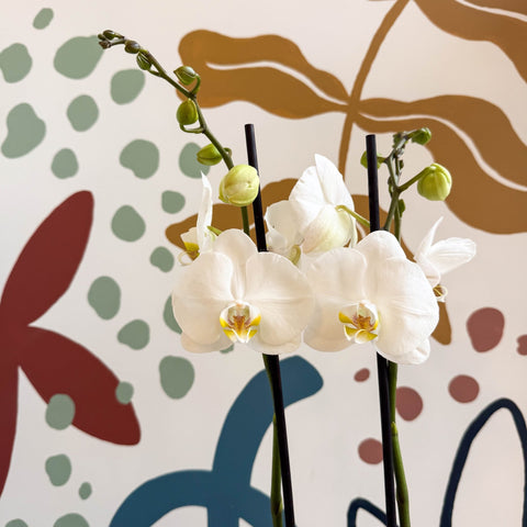 Phalaenopsis - White Moth Orchid - Sprouts of Bristol