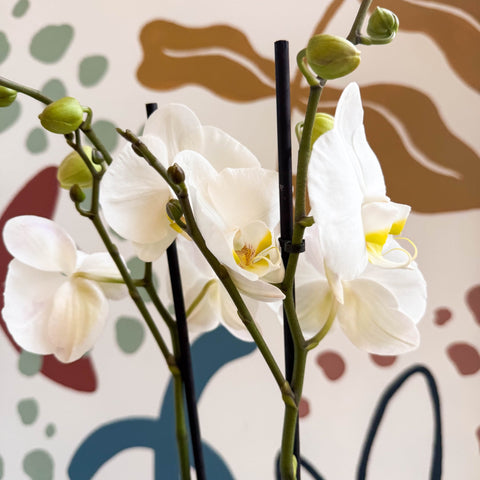 Phalaenopsis - White Moth Orchid - Sprouts of Bristol