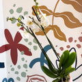 Phalaenopsis - White Moth Orchid - Sprouts of Bristol