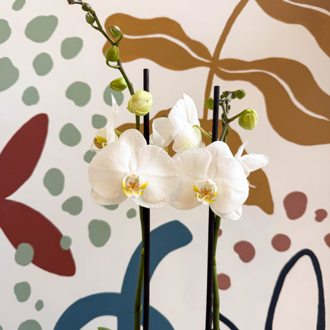 Phalaenopsis - White Moth Orchid - Sprouts of Bristol