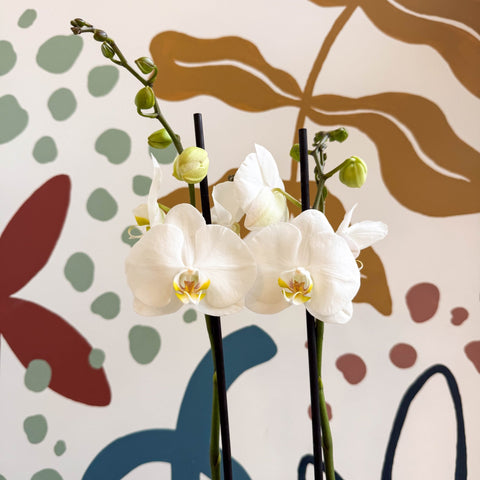 Phalaenopsis - White Moth Orchid - Sprouts of Bristol