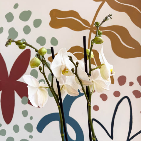 Phalaenopsis - White Moth Orchid - Sprouts of Bristol