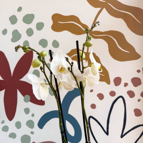 Phalaenopsis - White Moth Orchid - Sprouts of Bristol