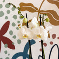 Phalaenopsis - White Moth Orchid - Sprouts of Bristol