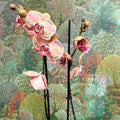 Phalaenopsis ‘Wild Peach’ – Moth Orchid - Sprouts of Bristol
