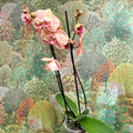 Phalaenopsis ‘Wild Peach’ – Moth Orchid - Sprouts of Bristol