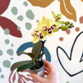 Phalaenopsis - Yellow and Purple Spotted Moth Orchid - Sprouts of Bristol